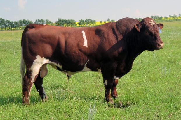 Manitou’s Yulyceez - Service Sire