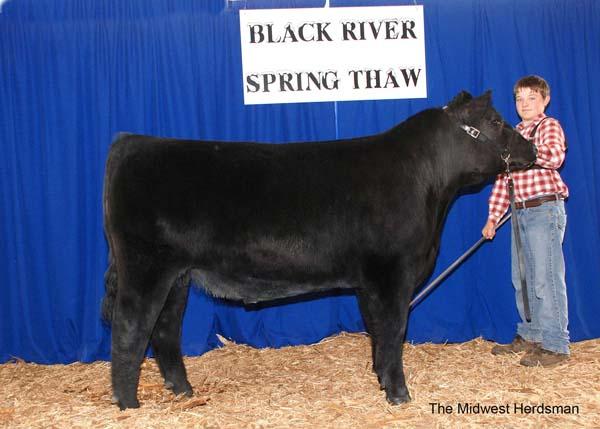 Miller 511 -  ¾ brother to lot 14 - Sold in the 2011 Featured Attraction Sale