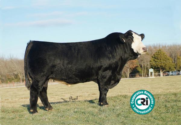 Sire of Lot 20B