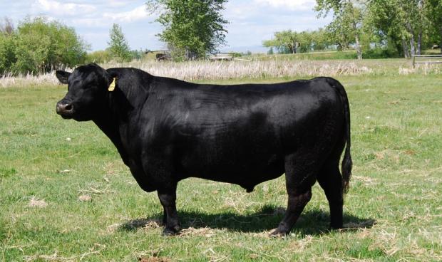 Ayres Montana Upgrade, service sire of lot 27 Ayres Montana Upgrade, service sire of lot 27