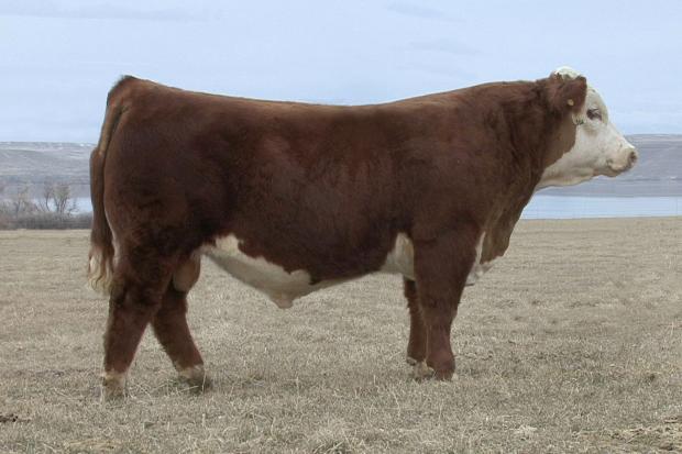 88X - Sire of Embryos