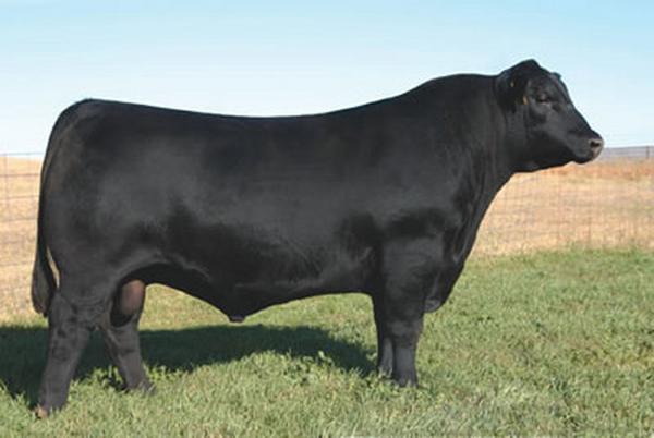 SAV North Dakota - Service Sire of Lot 25