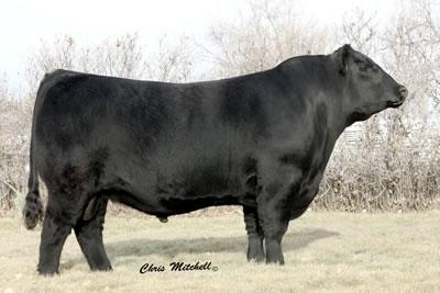 Service Sire - Vin-Mar O`Reilly Factor