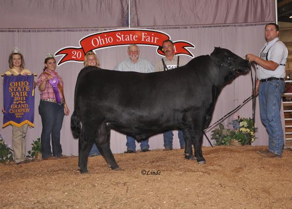 "Ohio State Fair Champion" - Grand Champion Bull, 2011 Ohio State Fair - Maternal Sibling