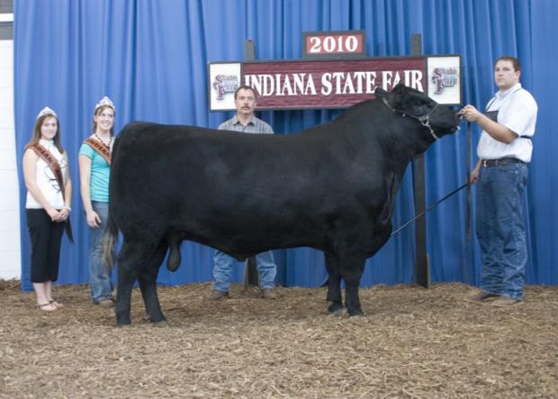 LMF Pinnacle 2408, sire of lot 25 LMF Pinnacle 2408, sire of lot 25