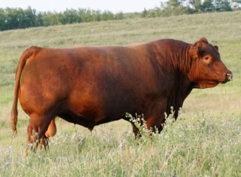 Sire - Red Northline Rev 341R Sire - Red Northline Rev 341R