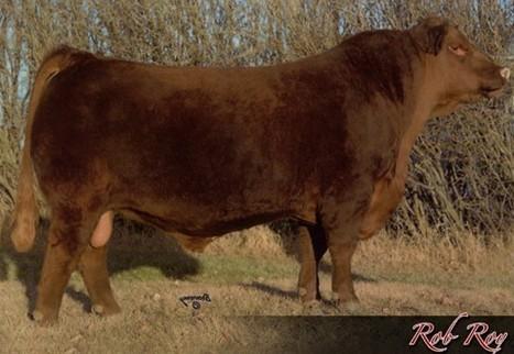 Sire of Reba 341S - Red Northline Robroy 122K