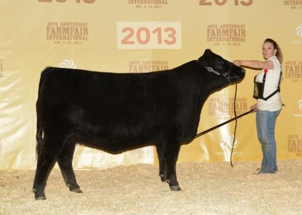 Northline Rainbow 93Z - Jr Champion Female at the 2013 Cdn Natl Angus Show.  Sired by Hoover Dam she is a 3/4 sister to 417A