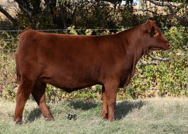 Red Six Mile Pride 184Z - a daughter of Pride 3'97, dam of embryos