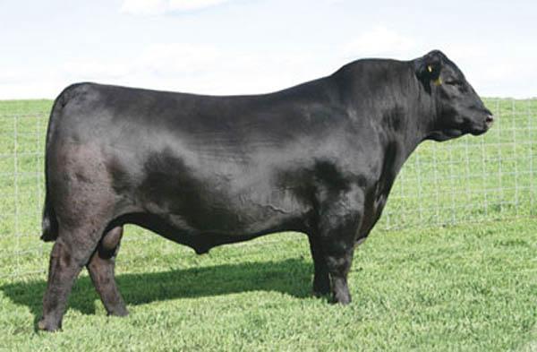 SAV Bismark 5682 - Sire of Lot 12