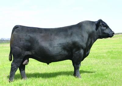 SAV Royalty, sire of lot 21 SAV Royalty, sire of lot 21