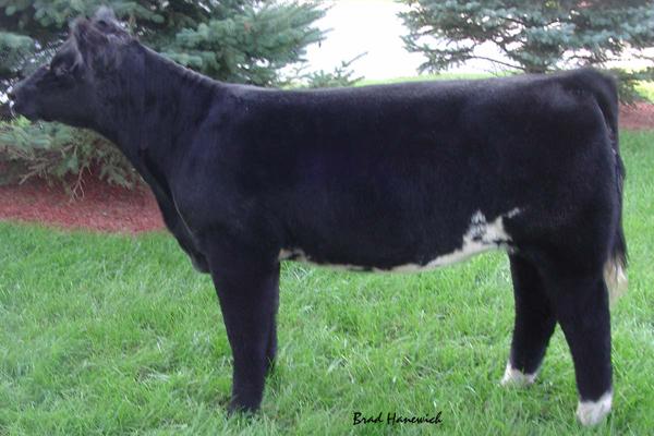 Full Sib to Embryos Selling