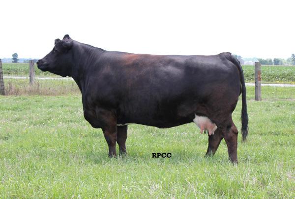 Dam of Lot 9