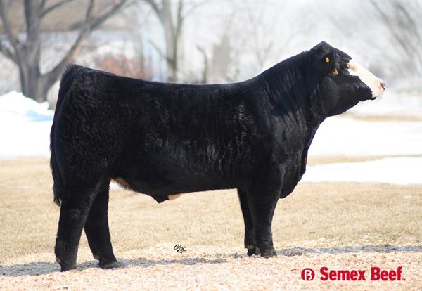 Service Sire of Lot 13 -  JS Sure Bet