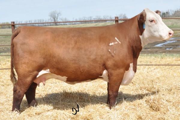 TH 7N 45P RITA 71U - Dam of 403A