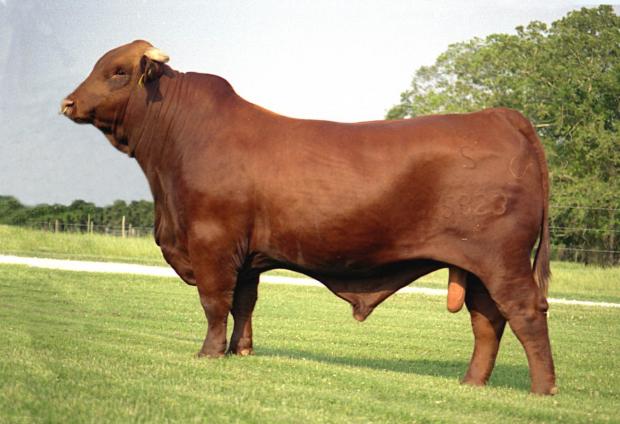 Sire - Wendt 5823 "Don Dan"