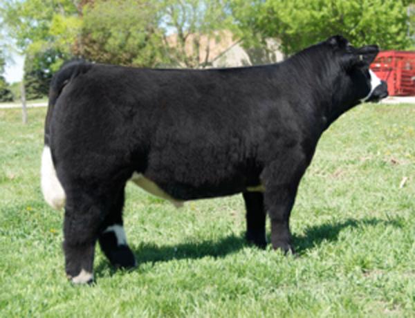 Sells Exposed May 15 - July 15, 2011 to Phil Lautners Big John 1-5