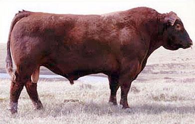 Paternal Grand Sire - Red Towaw Indeed 104H