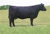 Dam of Lot 1 Dam of Lot 1