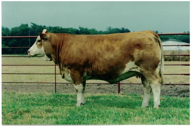 Full Sib to Lot 35 Embryos