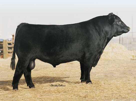 Famuos 7001 - Sire of Lot 1