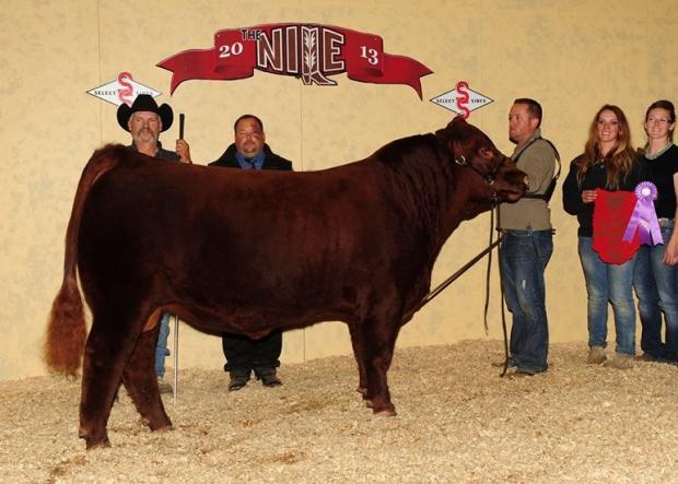 Dam of Red Northline CRSL Good Fella the 2013 NILE Reserve Grand Champion Bull