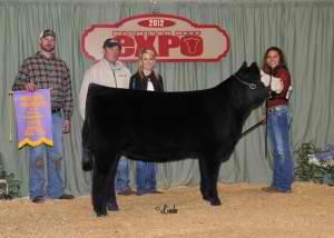 Grizzly Heifer