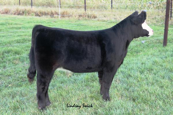 Grizzly Heifer