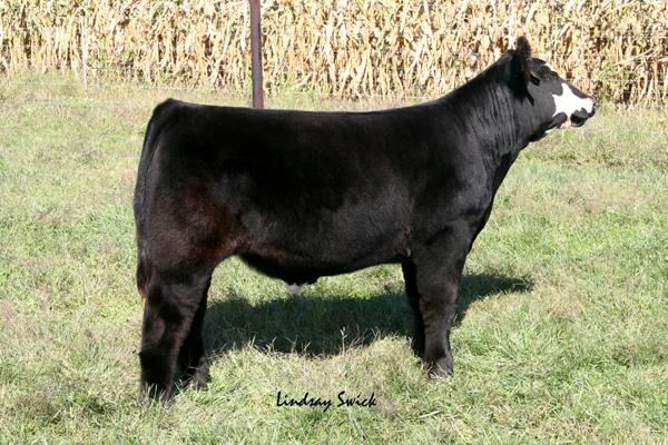 Grizzly Steer