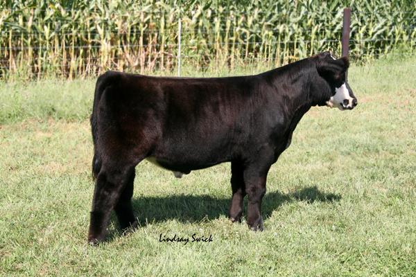 Grizzly Steer