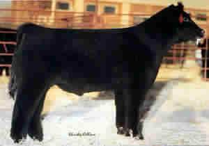 Heat Wave Sire of Eggs
