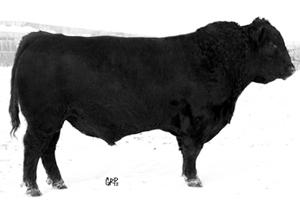 Paternal Grand Sire - Sandy Bar Ideal 18S