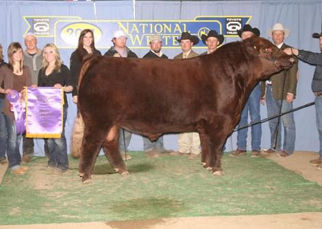 Sire of Embryos - Red Northline Fat Tony 605U