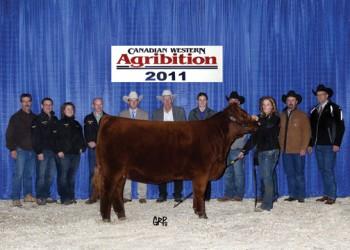 Red Glesbar Leah 86X is the Jr. Champion female at the 2012 Farmfair International and Agribition