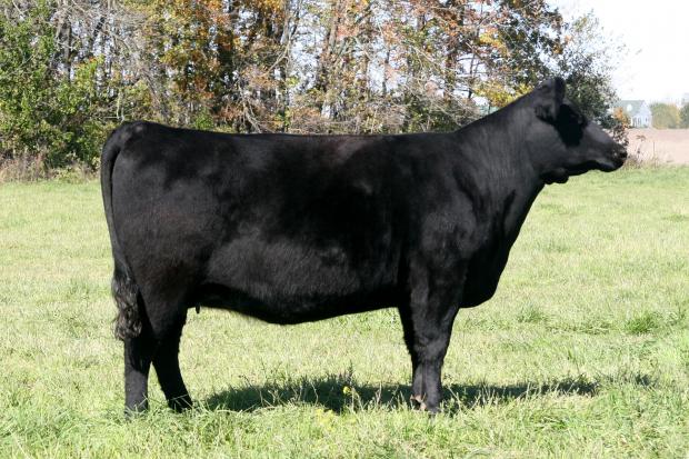 Precision Maid 2108, maternal grand dam of lot 25 and Grand Champion Female of the 2009 Southern Indiana Angus Show Precision Maid 2108, maternal grand dam of lot 25 and Grand Champion Female of the 2009 Southern Indiana Angus Show