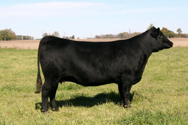 Blackcap Ellen NH 2708, dam of LMF Radar Blackcap Ellen NH 2708, dam of LMF Radar