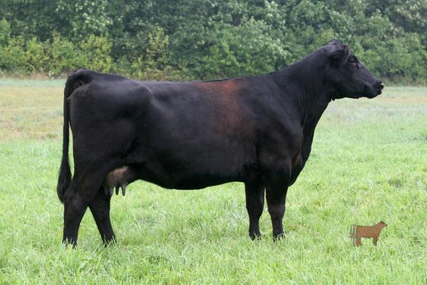 Extra Maid 1105, maternal grand dam of lot 10. She sold in the 2012 Featured Attraction Sale Extra Maid 1105, maternal grand dam of lot 10. She sold in the 2012 Featured Attraction Sale