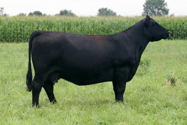 Maternal grand dam of lot 16. She also sells as lot 5 Maternal grand dam of lot 16. She also sells as lot 5