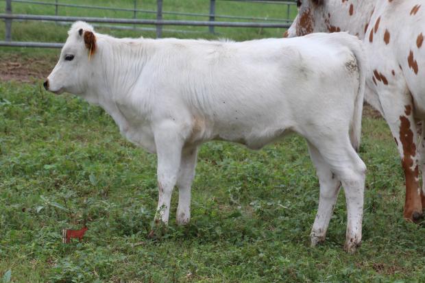 Heifer of Lot 1
