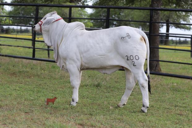 Daughter - lot #7 - BCC Lady Lyssa 200/2