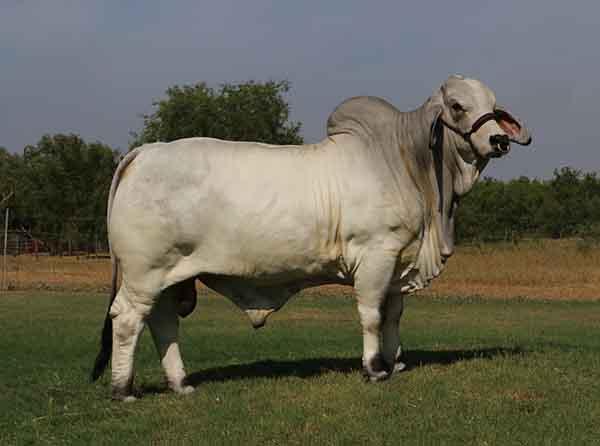 Son - LMC LF Alexo - herd bull for Bobby Meuth - semen available - Call Louie at 956-457-0205 