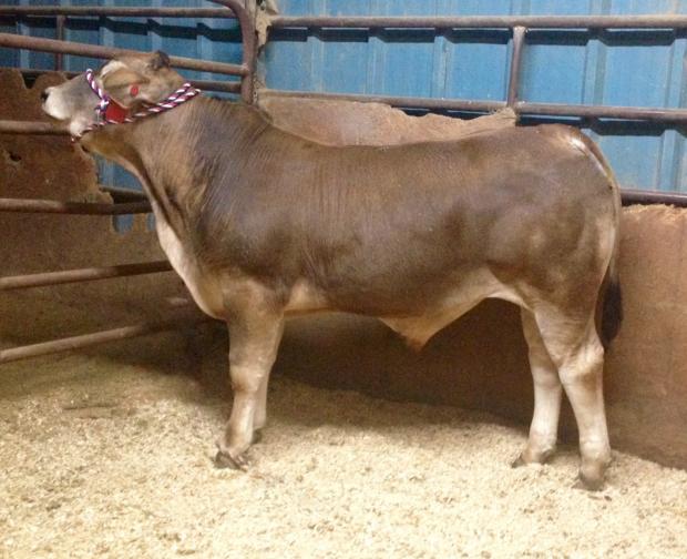 Champion Brahman cross son