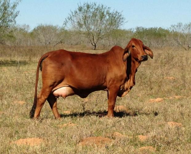 Dam - super feminine POLLED Santa Elena cow given to us by Alfredo & Josephina Muskus - MIL GRACIAS AMIGOS !!.