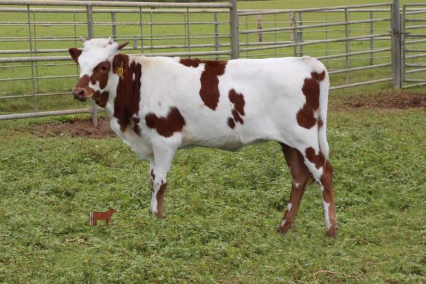 calf of Lot 10