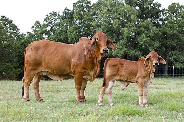 Dam: MS CHAPARRAL 114 - 2015 AJBA All-American Reserve Grand Champion