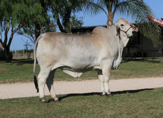 Full sister - the $18,000 LMC LF Polled Elma owned by ECC, HM & K-K Cattle Companies