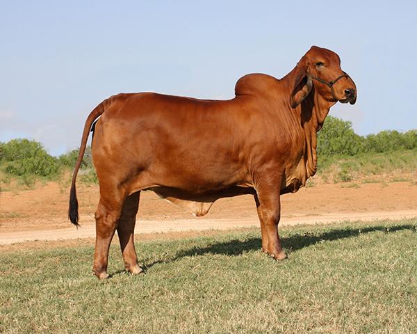 Dam -  our +3H X-Ray donor cow with a very bright future