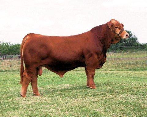  Sire: LM LMC 12th Man