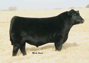 Sire: DAJS Shockwave 612