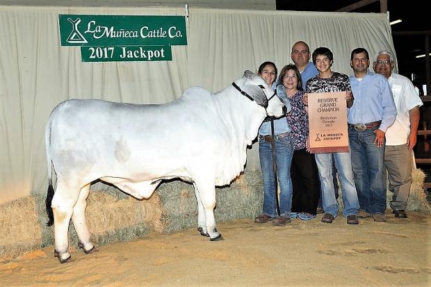 Champion line bred Ambassador  Polled Future daughter owned with Mike Quintanilla Family